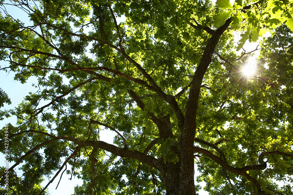 Beautiful green tree in forest, low angle view Beautiful green tree in forest, low angle view