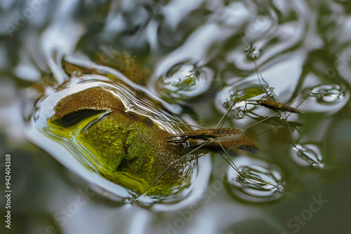 Gerris lacustris, commonly known as the common pond skater, nature	 photo