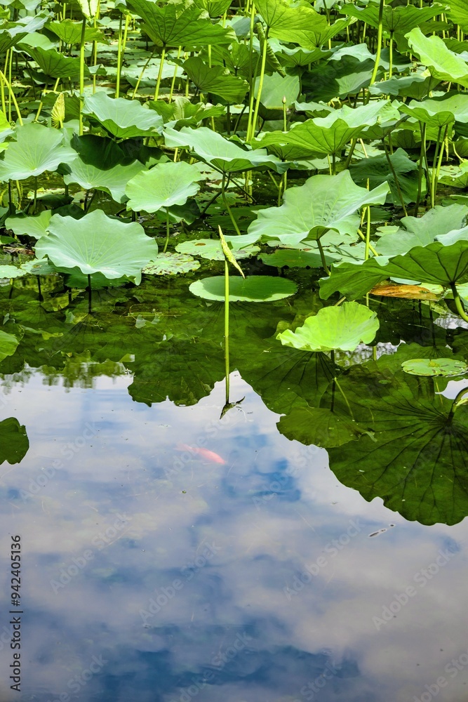 Summer scenery of the Humble Administrator's Garden in Suzhou, Jiangsu province, China Summer scenery of the Humble Administrator's Garden in Suzhou, Jiangsu province, China