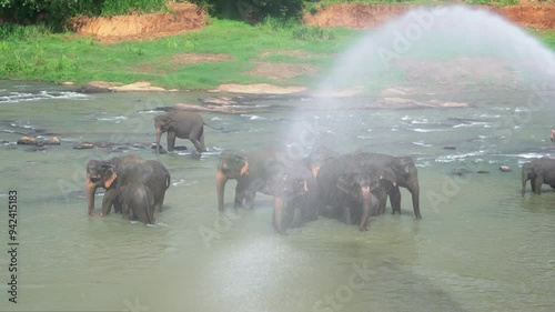 Wild elephants in Sri Lanka in Pinnewela  Elephant orphanage 
 photo