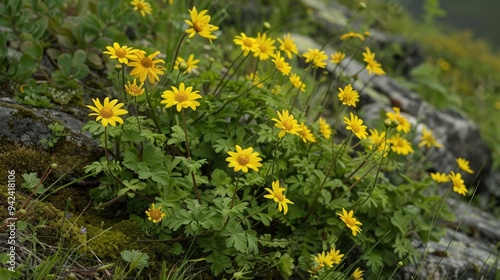 Creeping oxeye flower plant Sphagneticola trilobata photo