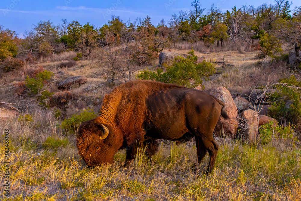 Fototapeta premium An American Buffalo, bison bison, grazing on the side of the road in the Wichita National Wildlife Refuge near Mount Scott..