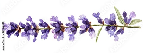 Watercolor illustration of a lavender branch on a white background Hand drawn lilac flower sketch Vibrant floral element isolated on white perfect for spring themed designs or invitations