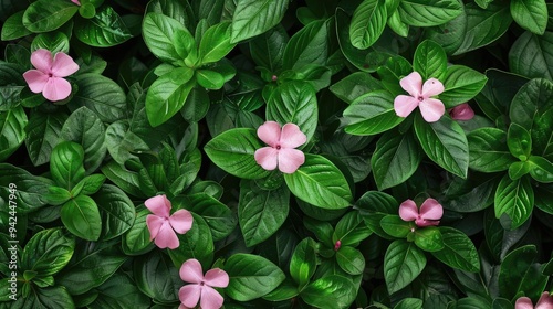 Pink Periwinkle Genus of Flowering Plants in Europe and Asia