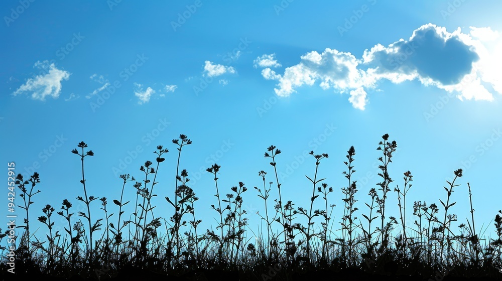 Obraz premium Plants silhouetted by the blue sky