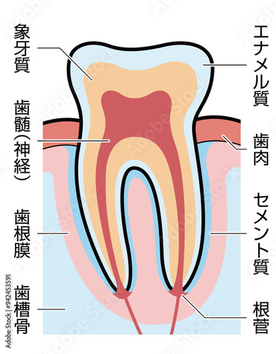 歯　断面　図解　説明有