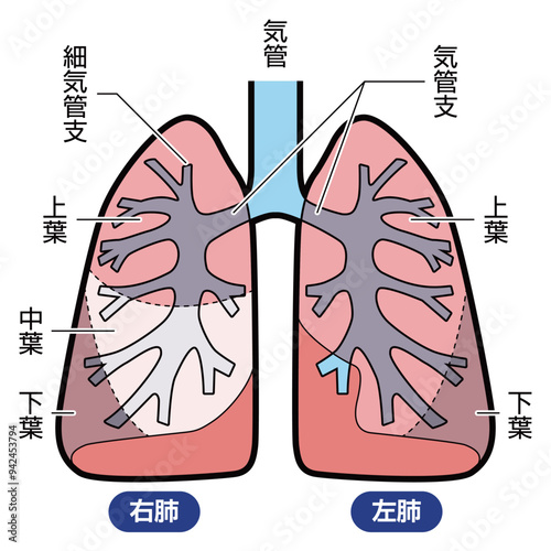 肺　図解　説明有