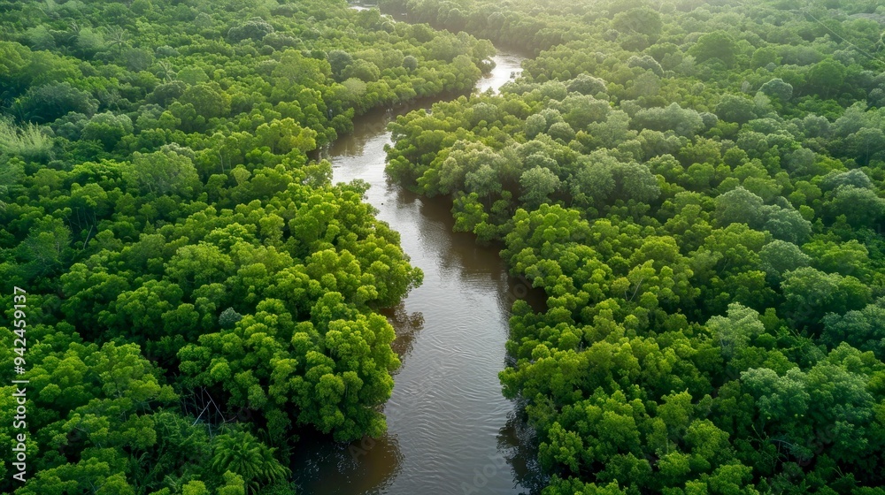 Aerial View of a River Flowing Through a Lush Green Forest Aerial View of a River Flowing Through a Lush Green Forest