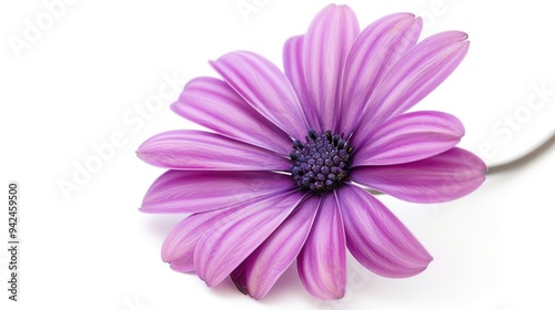 Purple flower on white background