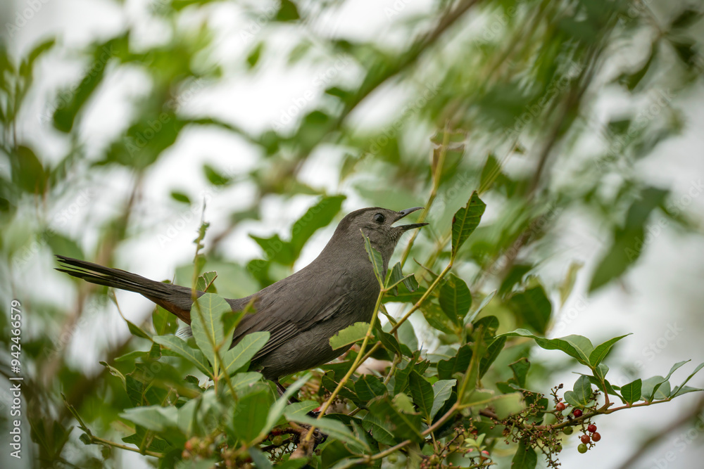A Gray Catbird bird perched on a tree branch in summer Florida shrubs A Gray Catbird bird perched on a tree branch in summer Florida shrubs