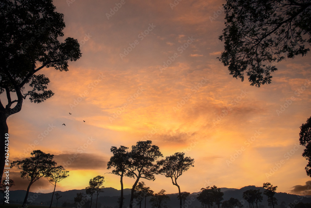 Purple sunrise sky tropical tree field in sunny morning. Silhouette tree pink purple dawn sky in spring season. Landscape meadow misty fog forest in countryside. Amazing violet landscape Park outdoor Purple sunrise sky tropical tree field in sunny morning. Silhouette tree pink purple dawn sky in spring season. Landscape meadow misty fog forest in countryside. Amazing violet landscape Park outdoor