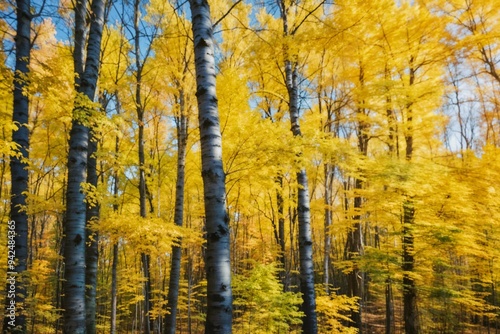 Scenic autumn forest with vibrant yellow trees, representing the beauty of nature and seasonal change.