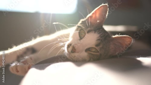 A cute pet cat with green eyes and white color, a collar with a bell, is yawning sweetly on an expensive white terrace in the rays of sunset light. The sweet life of a pet cat in the summer.