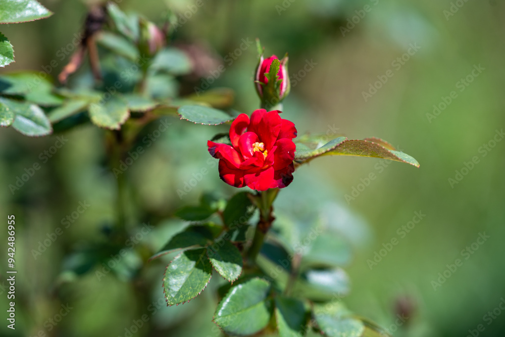 red rose bud red rose bud