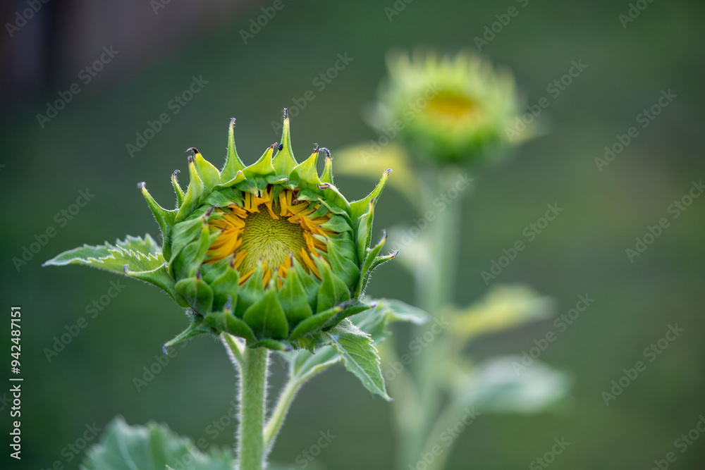 close up of a sunflower