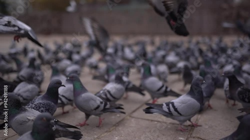 4k100FPS Slog Ankara Güvenpark pigeons in front of the statues are flying and feeding in slow motion 

 photo