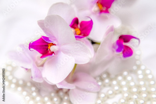 The branch of purple orchids on white fabric background
