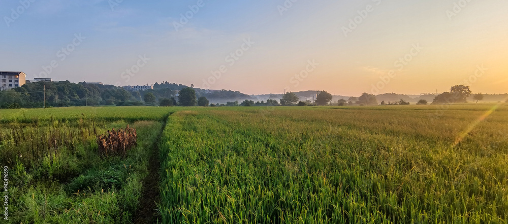 Fototapeta premium The rice paddies on the plain of the Hunan River bank 