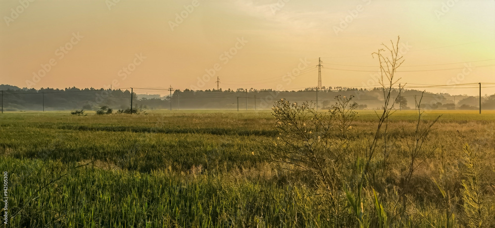 Fototapeta premium The rice paddies on the plain of the Hunan River bank 