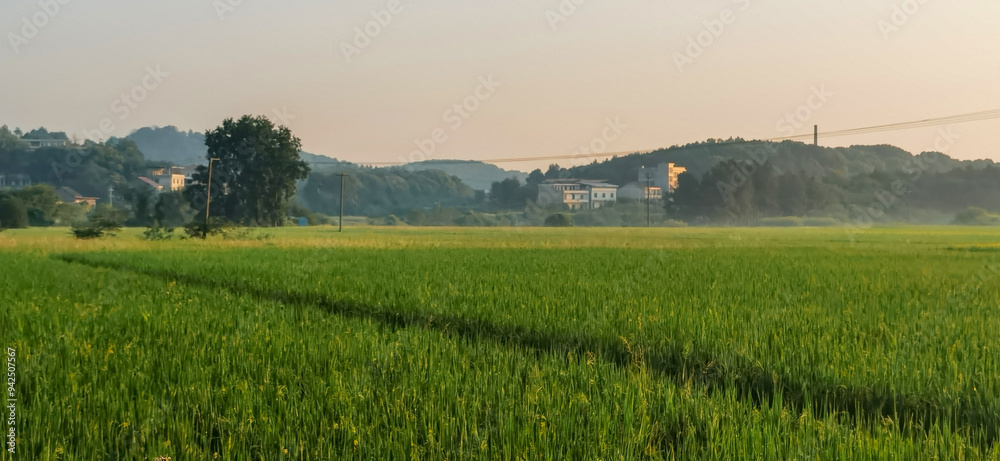 Fototapeta premium The rice paddies on the plain of the Hunan River bank 