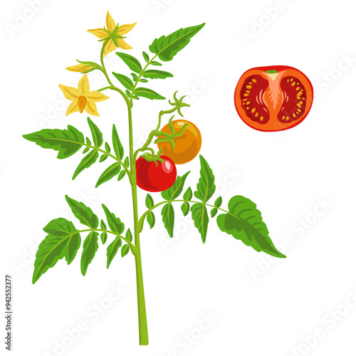 vector drawing plant of tomato with red fruits, green leaves and yellow flowers , vegetable at white background, hand drawn illustration