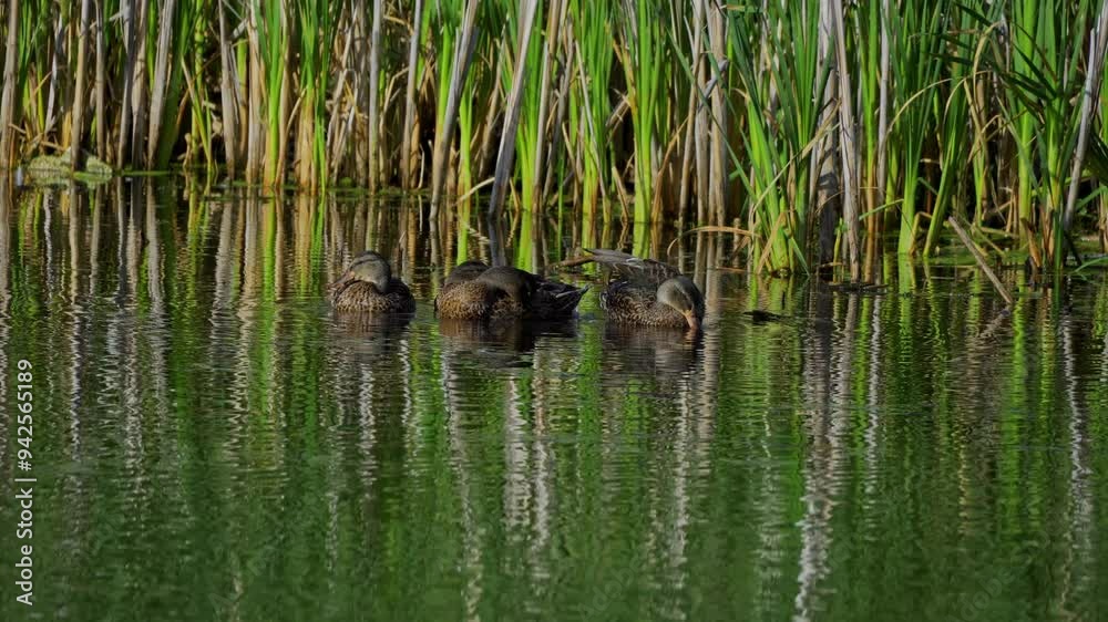 Young Mallard Ducks Resting on a Beautiful Edmonton Lake in the Morning
Young Mallard Ducks Resting on a Beautiful Edmonton Lake in the Morning