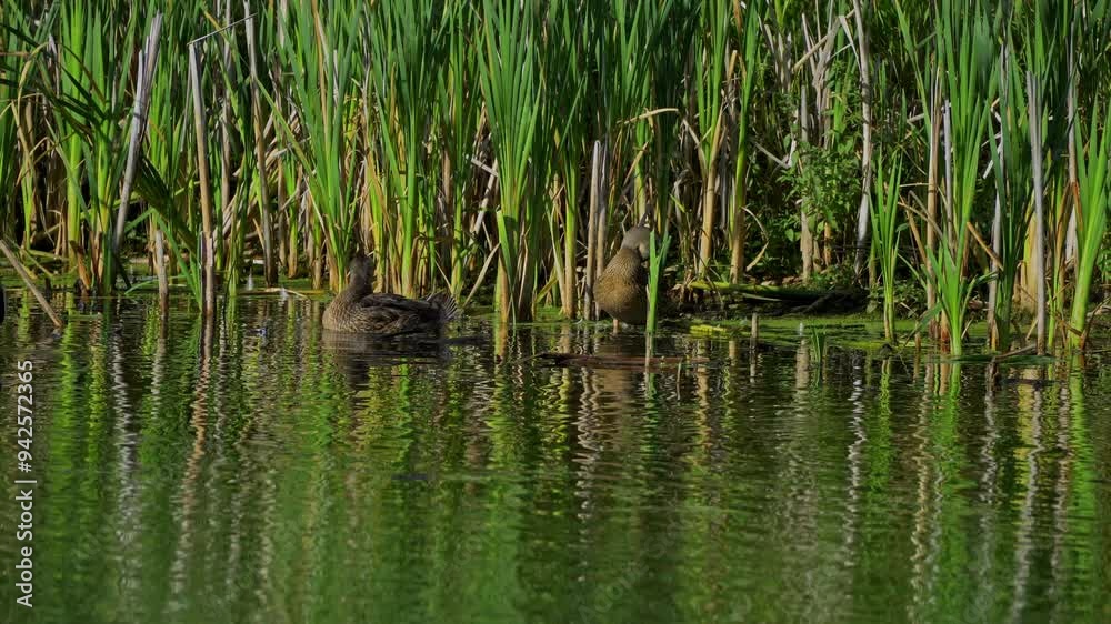 Young Mallard Ducks Resting on a Beautiful Edmonton Lake in the Morning
Young Mallard Ducks Resting on a Beautiful Edmonton Lake in the Morning