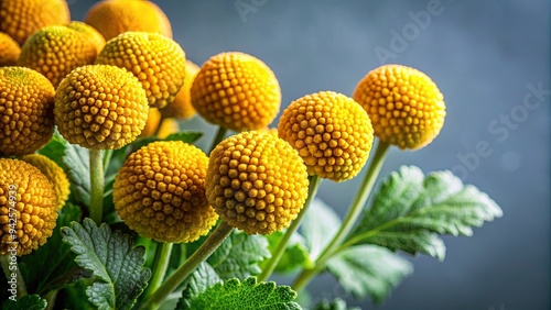 Close up of fresh Acmella Oleracea plant in a photography studio