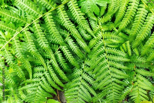 Background and texture of green fern leaves catching morning sunlight.