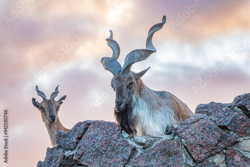 Markhor male and female on the rock. Latin name - Capra falconeri