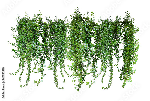 green grass border, green ivy plant on a wall transparent background, green plants hanging from a tree on a png background,  a branch of a plant heart shaped leaf, photo