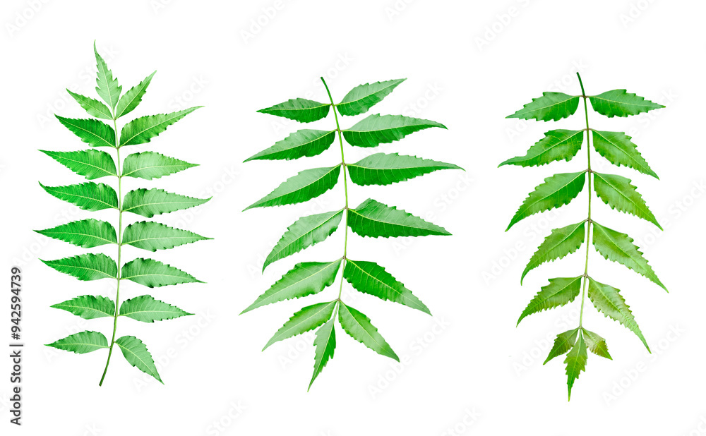set of neem leaves, green neem leaf isolated, a green medical leaf on a transparent background, green neem leaves plant photography , green leaf on transparent background set of neem leaves, green neem leaf isolated, a green medical leaf on a transparent background, green neem leaves plant photography , green leaf on transparent background