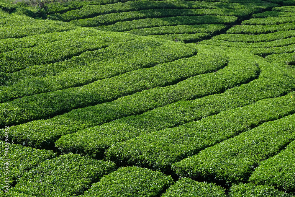 View of a tea plantation with abstract patterns and shapes. Tea plantations in the mountains that look fresh green View of a tea plantation with abstract patterns and shapes. Tea plantations in the mountains that look fresh green