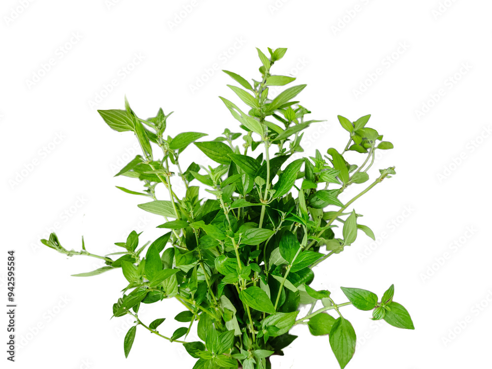 fresh herbs isolated on white, green grass frame, green leaves frame, green grass border, a green fern with green leaves mockup on a png transparent background, two green plants hanging from a branch, fresh herbs isolated on white, green grass frame, green leaves frame, green grass border, a green fern with green leaves mockup on a png transparent background, two green plants hanging from a branch,