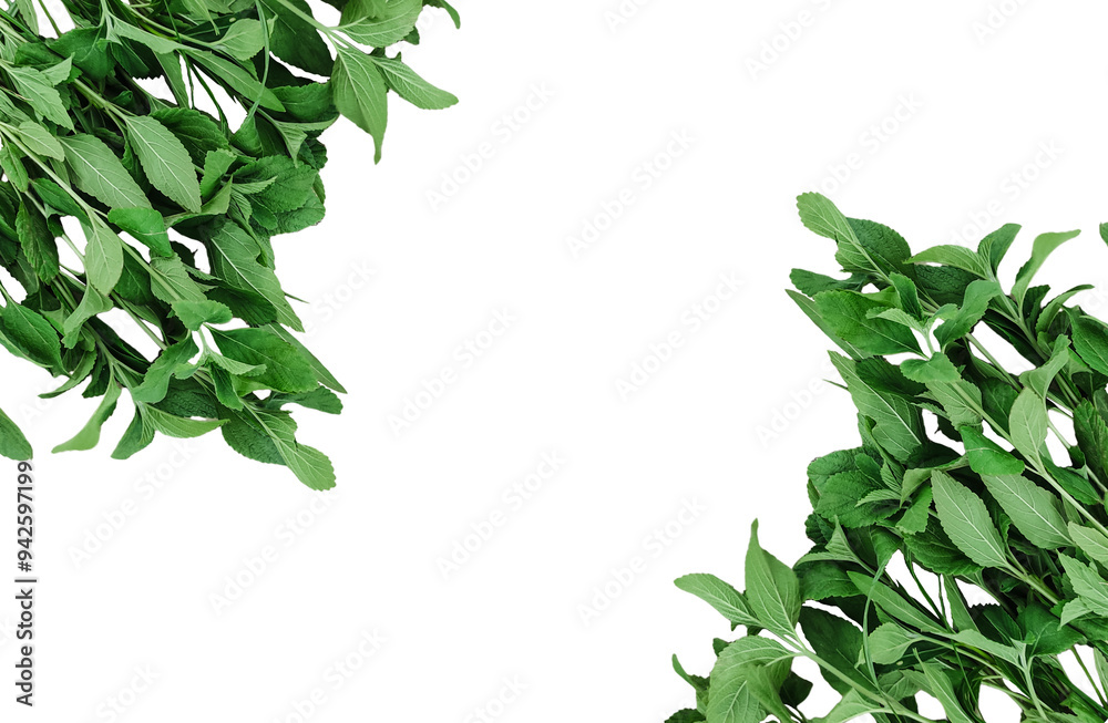 green leaves frame, green tree leaves frame, green leaves border, a green fern with green leaves mockup on a png transparent background, two green plants hanging from a branch, green ferns on transpar green leaves frame, green tree leaves frame, green leaves border, a green fern with green leaves mockup on a png transparent background, two green plants hanging from a branch, green ferns on transpar