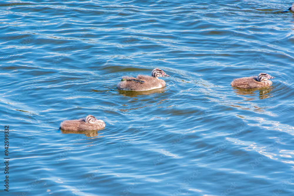Fototapeta premium The waterfowl bird, great crested grebe with chick, swimming in the lake.
