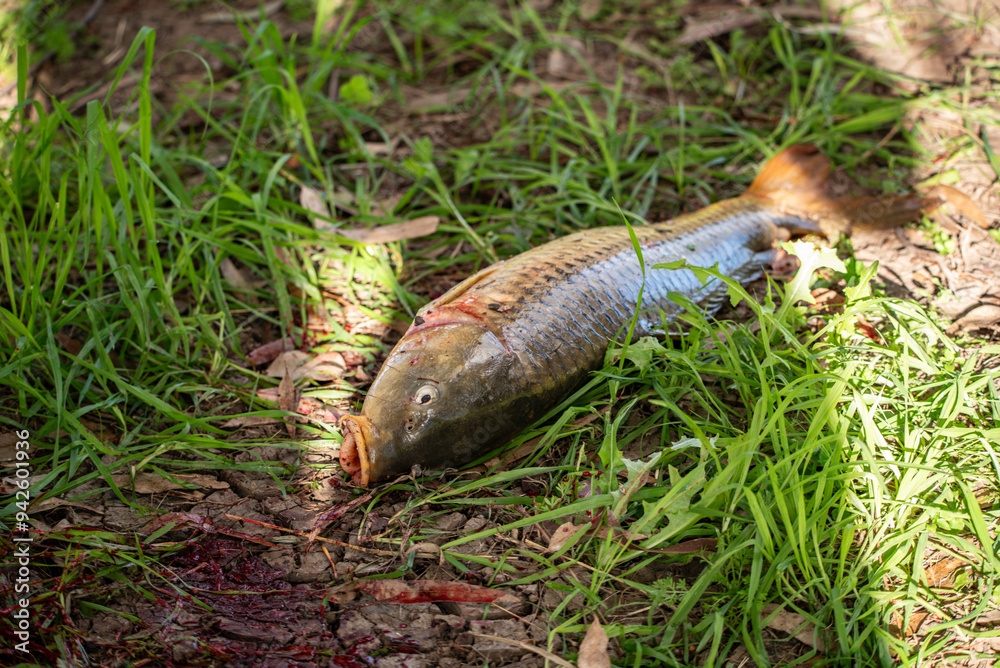 European carp fish out of water European carp fish out of water