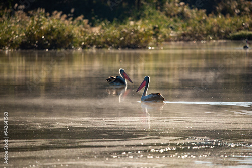 Pelican on the Maranoa River