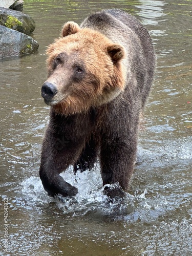 brown bear in water