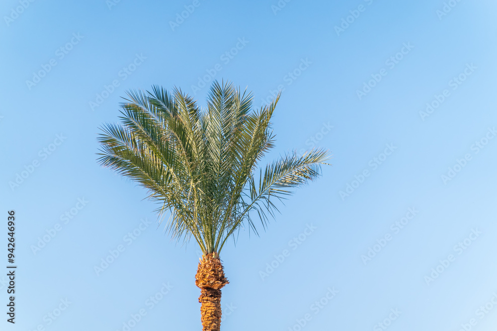 Palm tree with green leaves on blue background Palm tree with green leaves on blue background