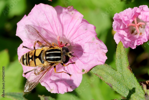 Helophilus pendulus photo