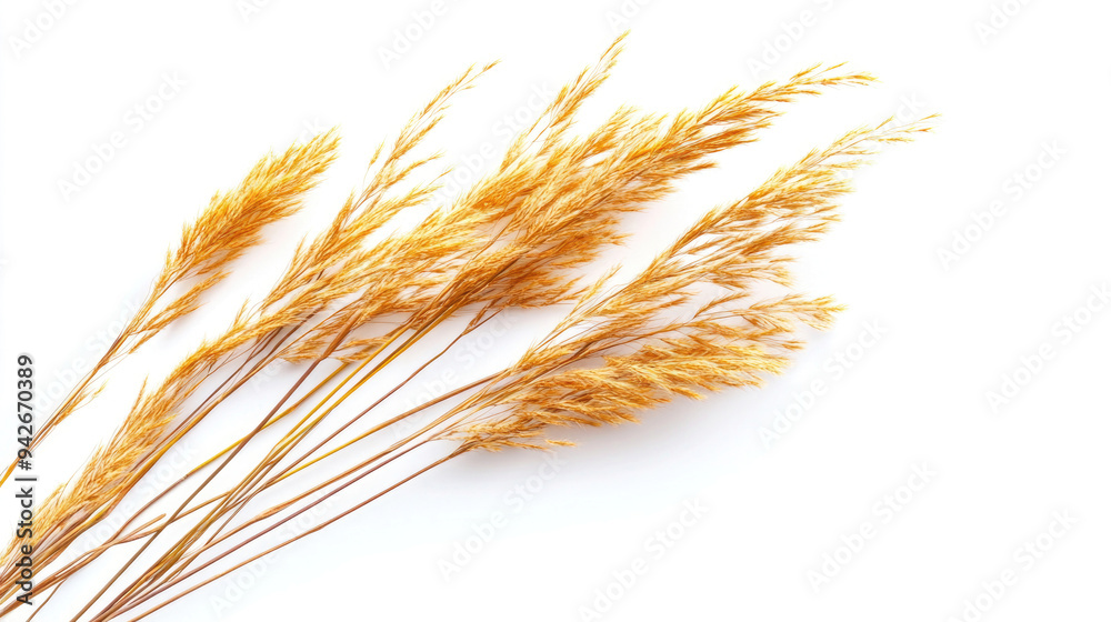 Dry yellow grass isolated on a white background, showcasing its texture and color. Dry yellow grass isolated on a white background, showcasing its texture and color.