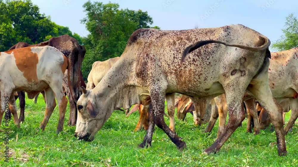 Close-Up of Pakistani and Australian Cows Grazing on Farm - Kandhari Cows, Dairy Animals in Green Fields. 4k video. Close-Up of Pakistani and Australian Cows Grazing on Farm - Kandhari Cows, Dairy Animals in Green Fields. 4k video.