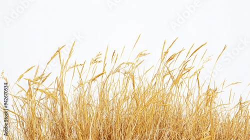 Dry yellow grass isolated on a white background, showcasing its texture and color.