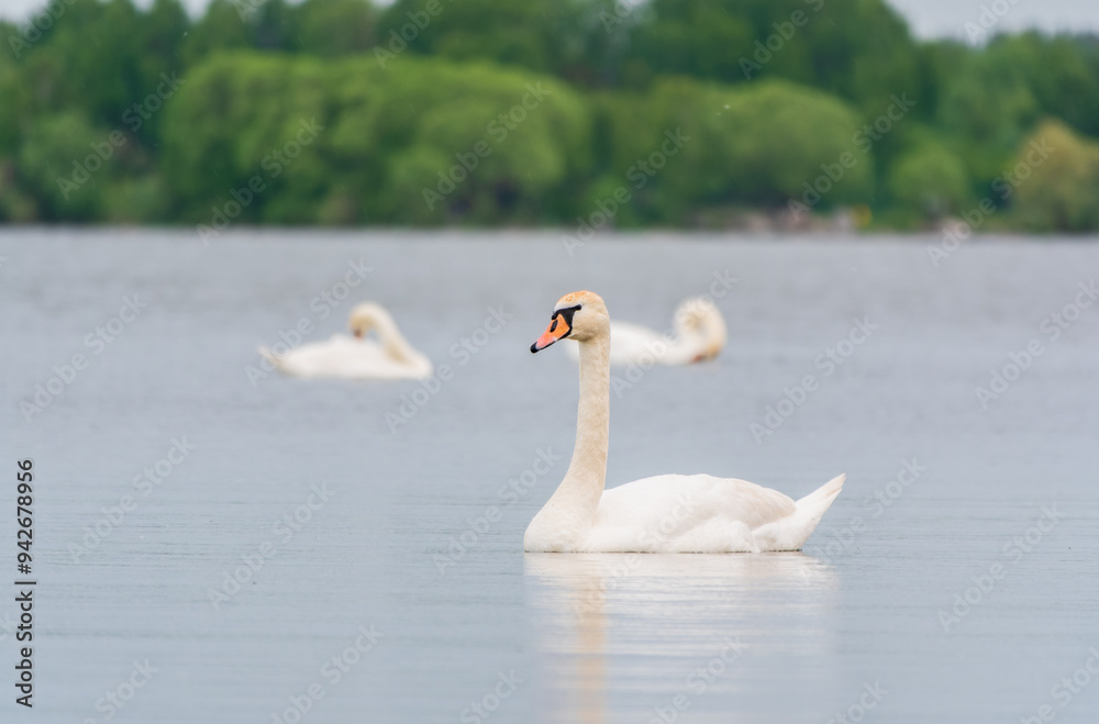 Fototapeta premium Three graceful white swans swims in the lake, swans in the wild.