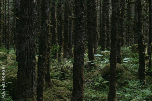 Mossy overgrown forest at Mendenhall Glacier in Tongass National Forest in Juneau Alaska