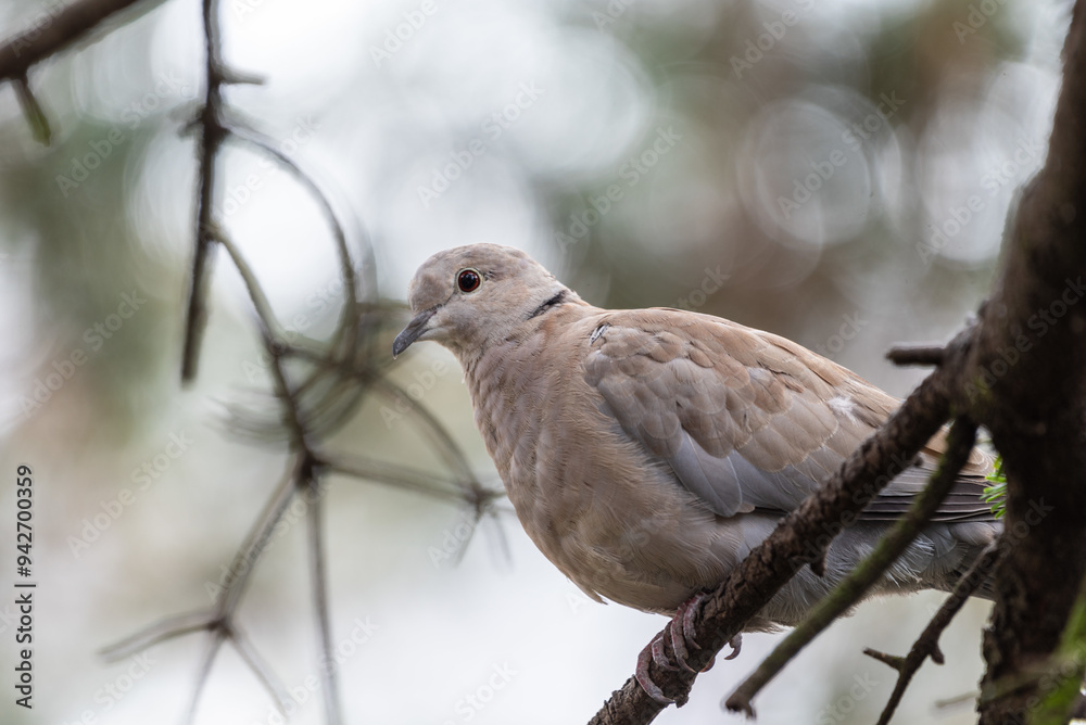 Closeup of a grey Barbary Dove sitting on a tree branch in the park, Poland. Closeup of a grey Barbary Dove sitting on a tree branch in the park, Poland.