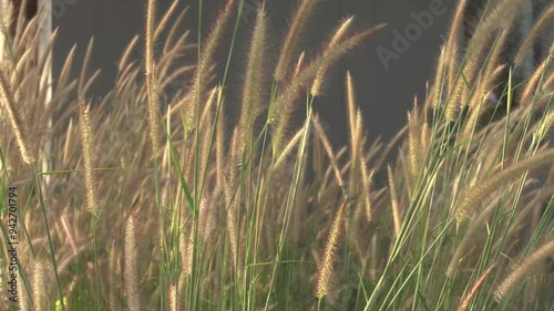 Grass flowers and morning or evening light