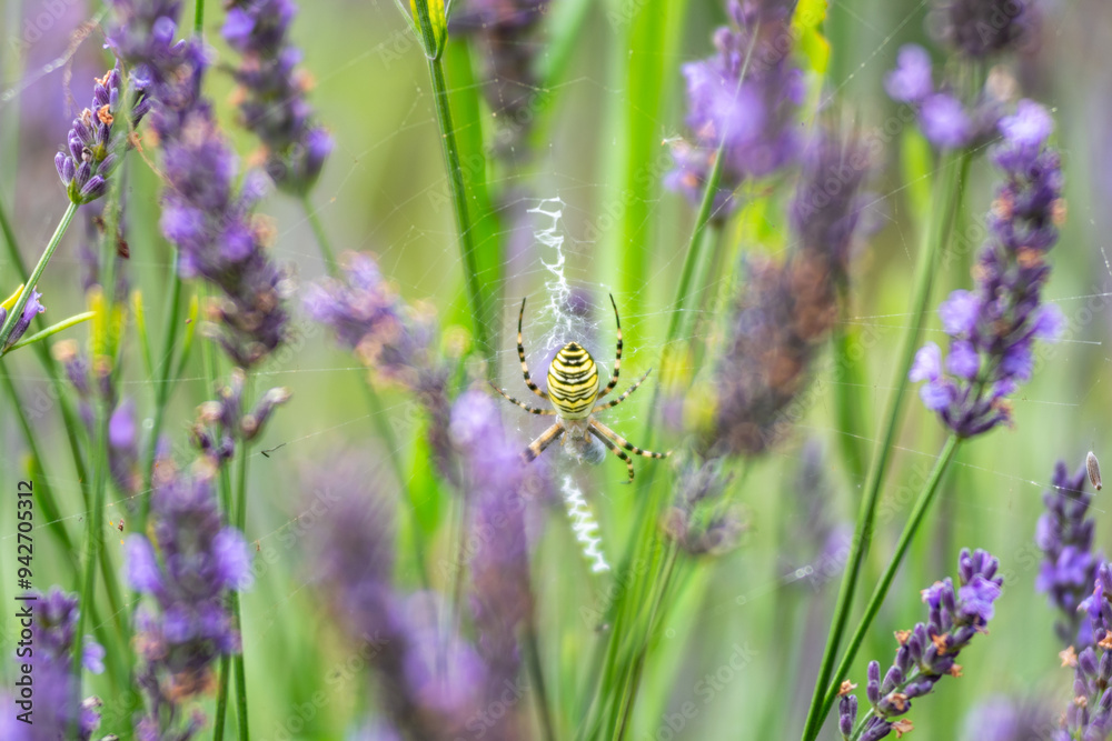 Selective focus on purple lavender flowers on blur background. Lavender field under the sunset, summer in Poland. Selective focus on purple lavender flowers on blur background. Lavender field under the sunset, summer in Poland.