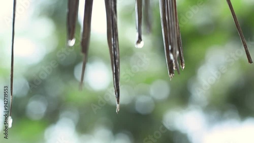 Rain drops down from the grass